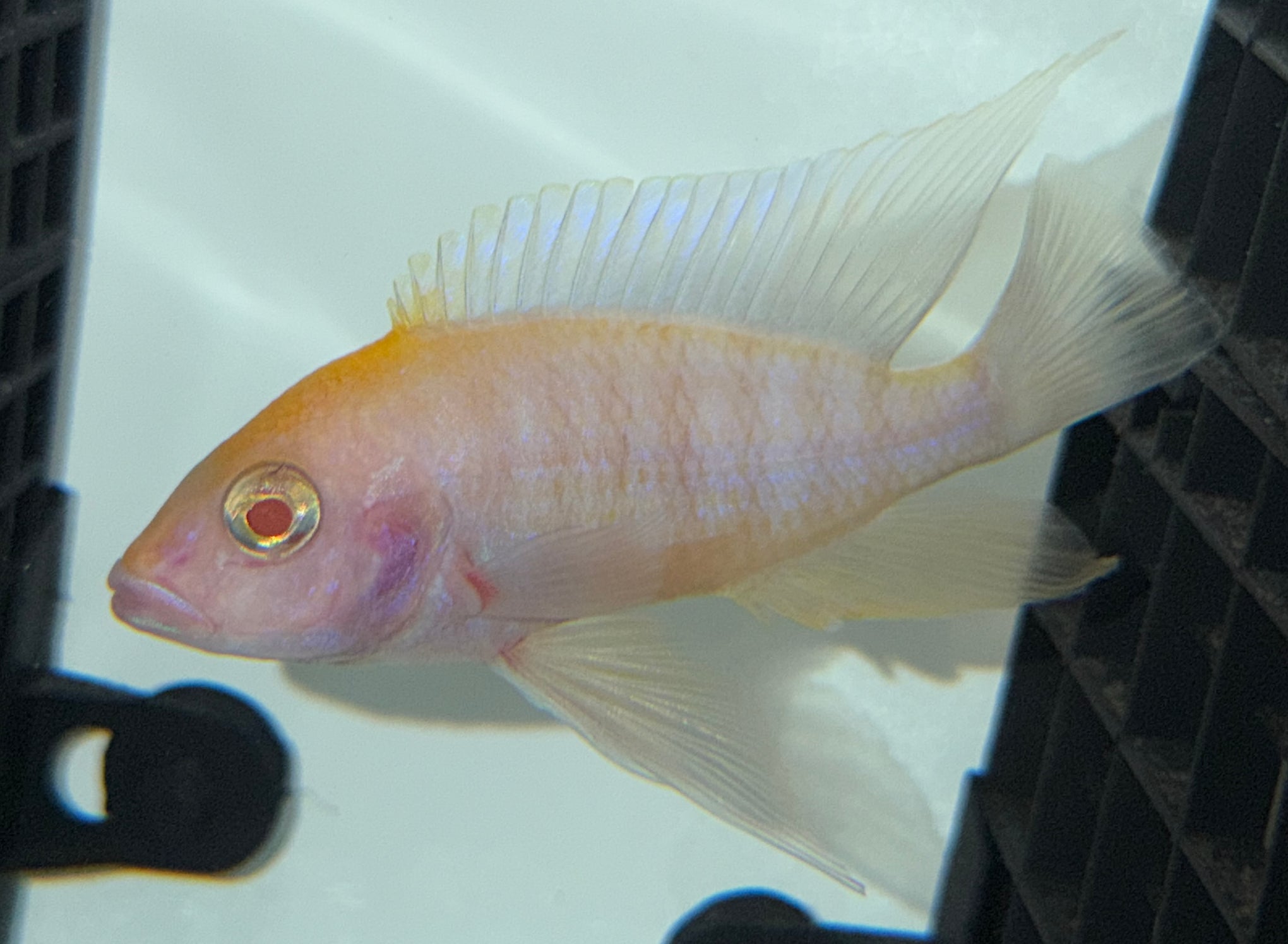 4.5" Albino Sulphurhead