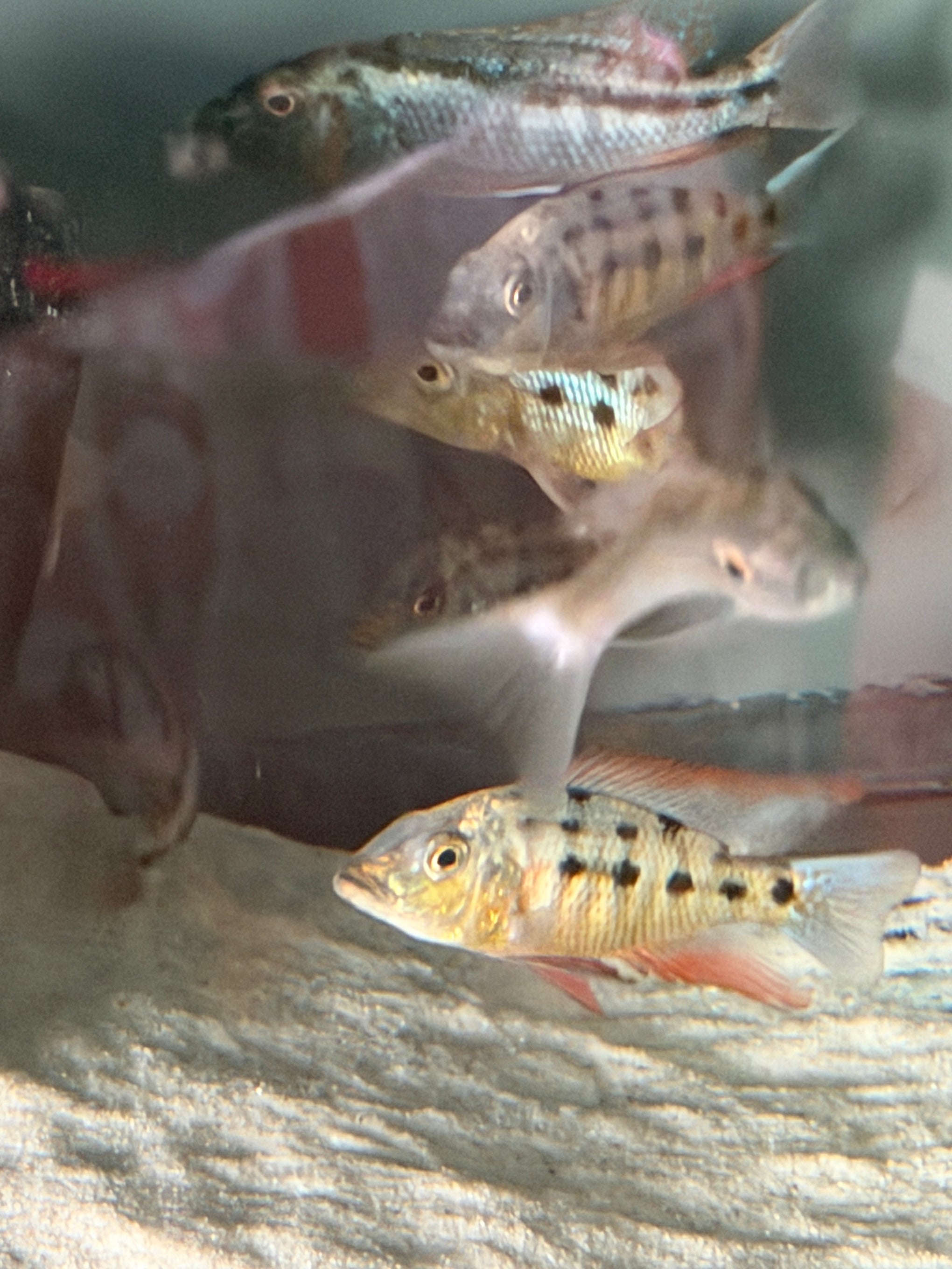 4.5 Fossorochromis Rostratus - Sand Diver