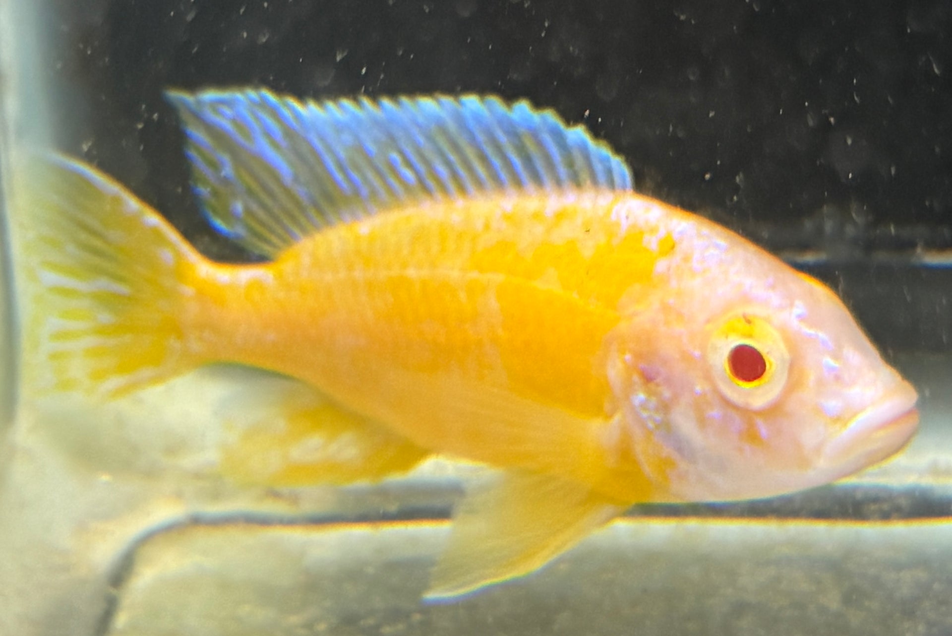 4" Albino Yellow OB