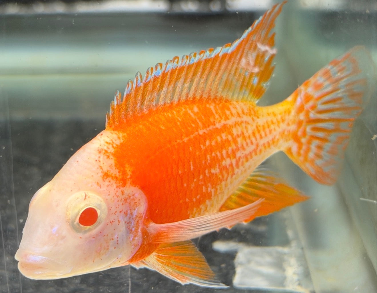 Albino Ruby 4"