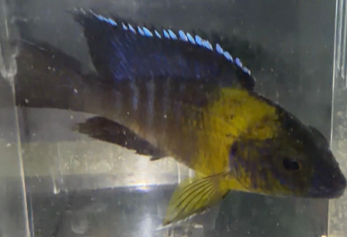 BiColor 4"