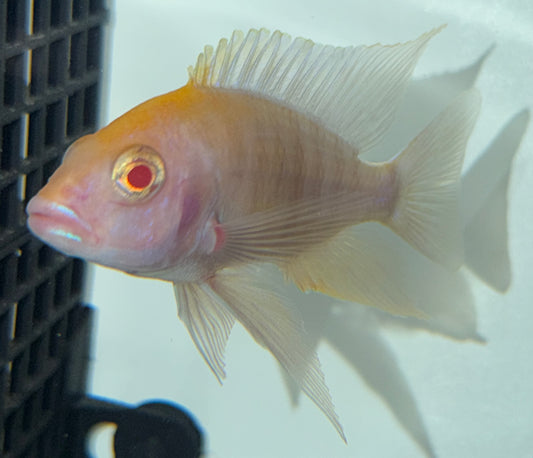 4.5" Albino Sulphurhead