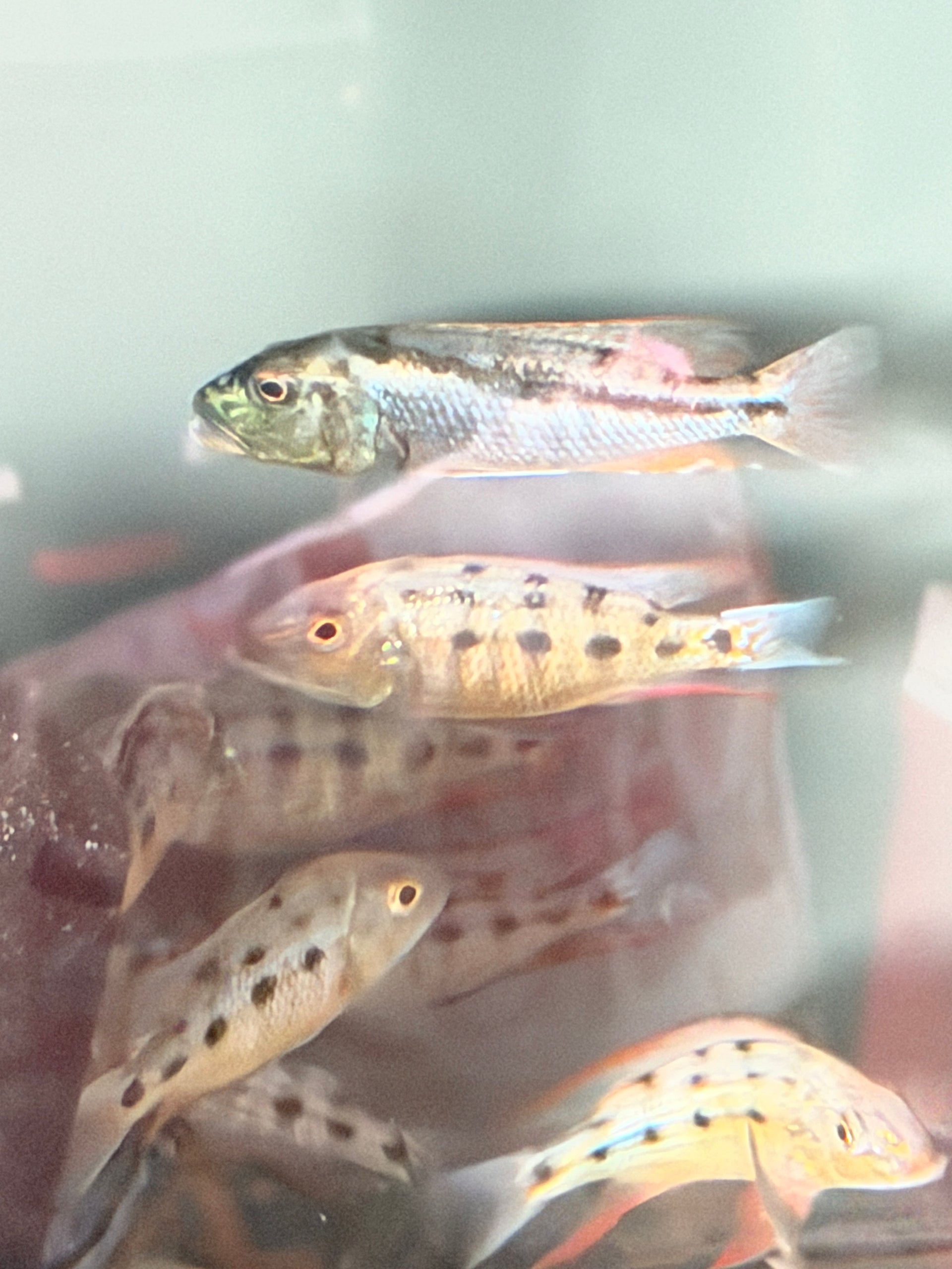 4.5 Fossorochromis Rostratus - Sand Diver