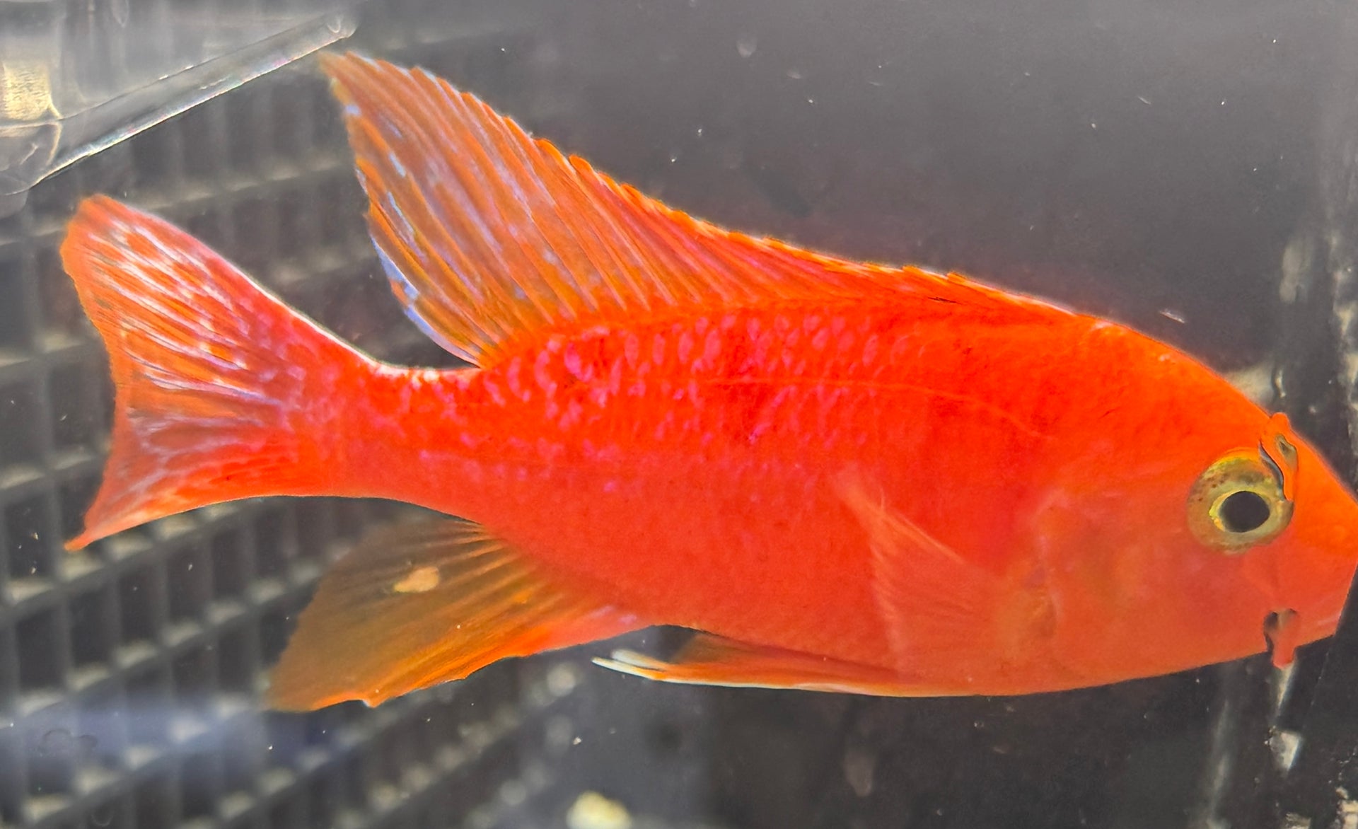4.25" Strawberry "Uncle Wuddy"