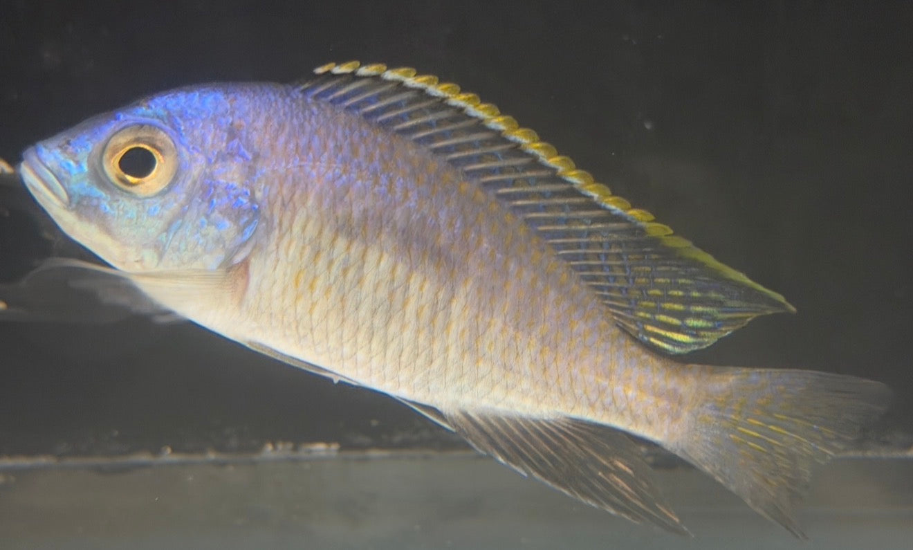 Placidochromis "Blue Otter" (4" to 4.5"