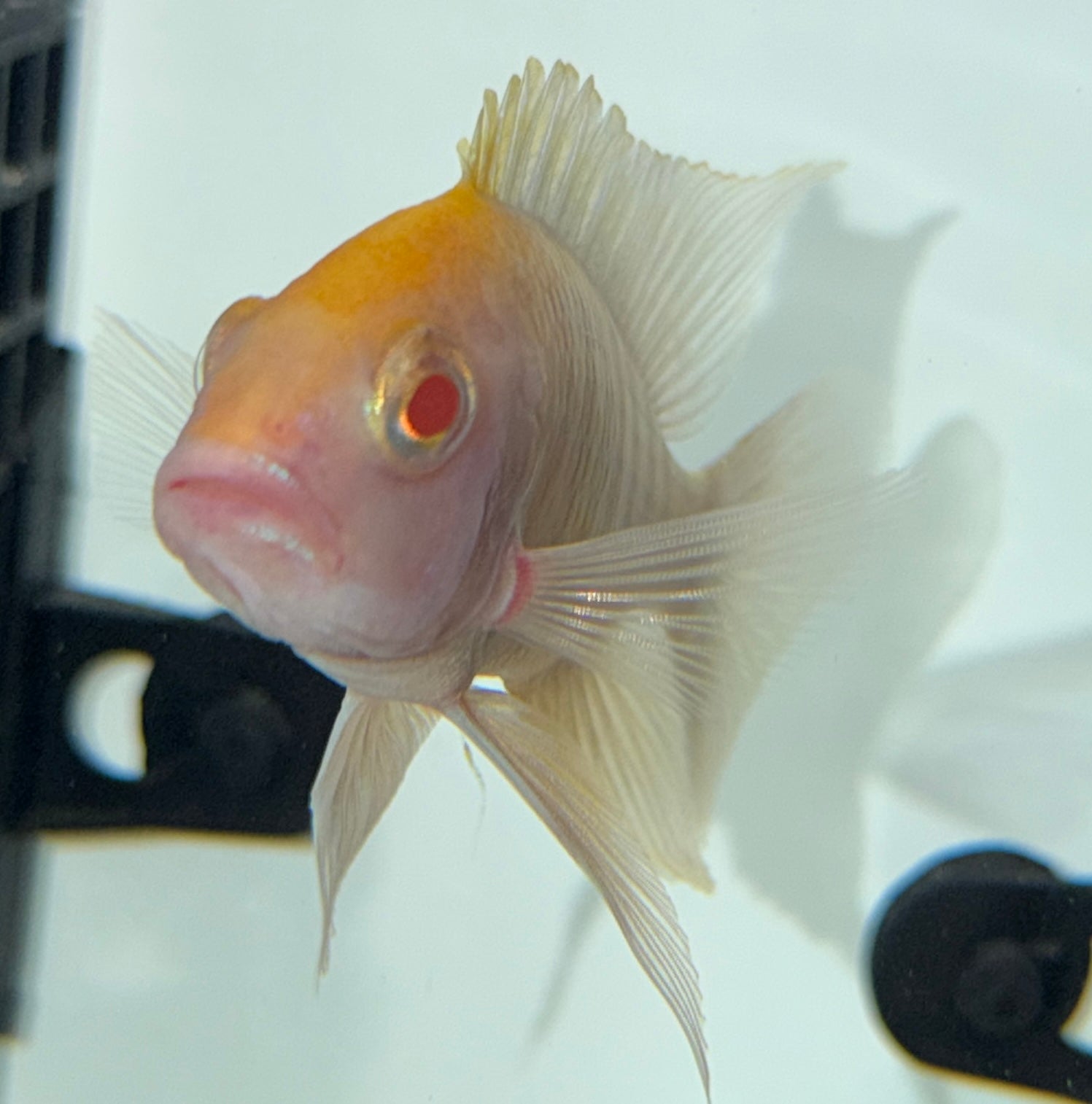 4.5" Albino Sulphurhead