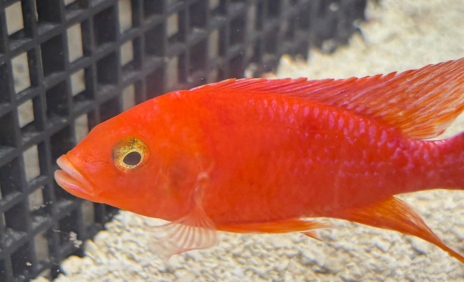4.25" Strawberry "Uncle Wuddy"