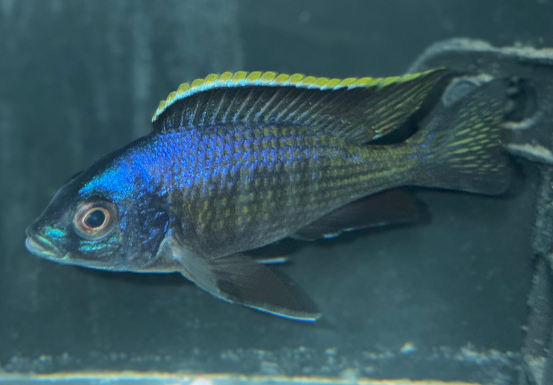 Placidochromis "Blue Otter" (4" to 4.5"