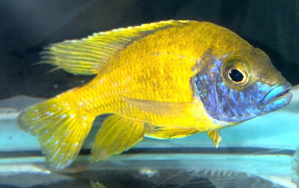 Benga 4.5"