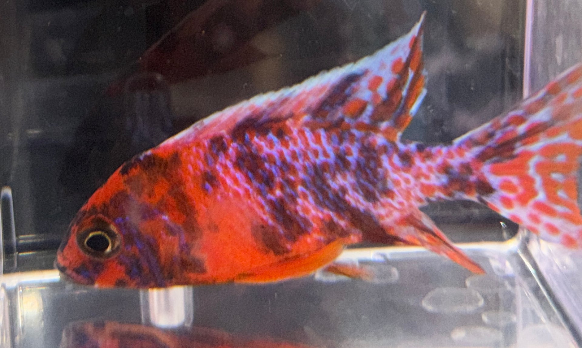 4" Red OB