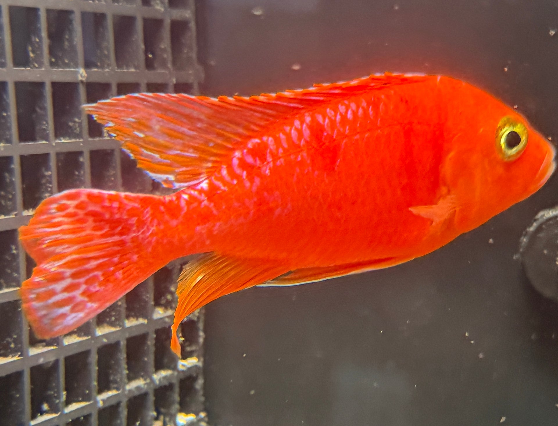 4.25" Strawberry "Uncle Wuddy"