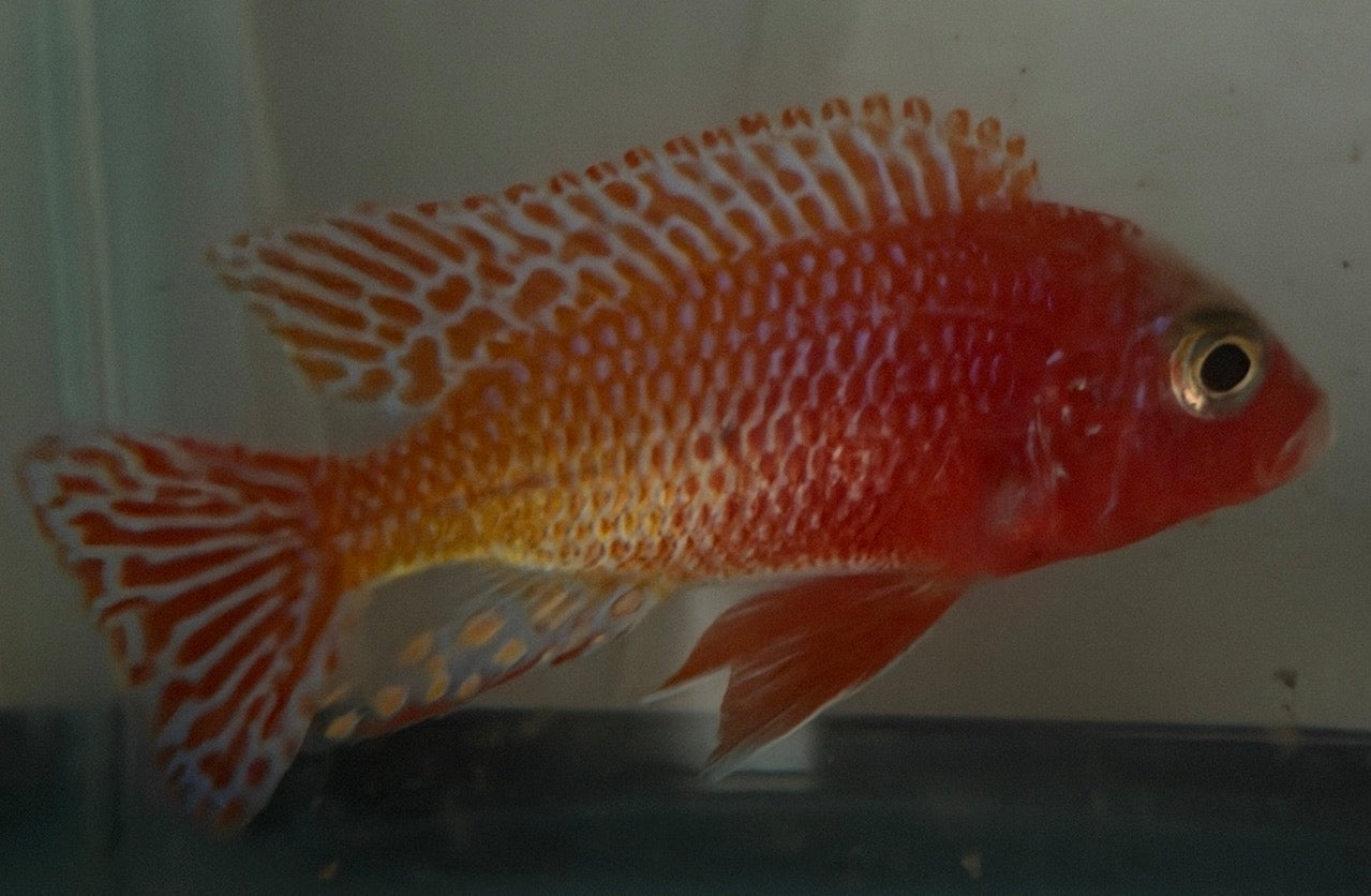 Dragon Blood 4.5"