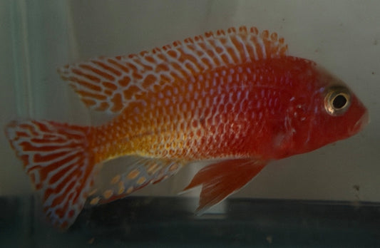 Dragon Blood 4.5"