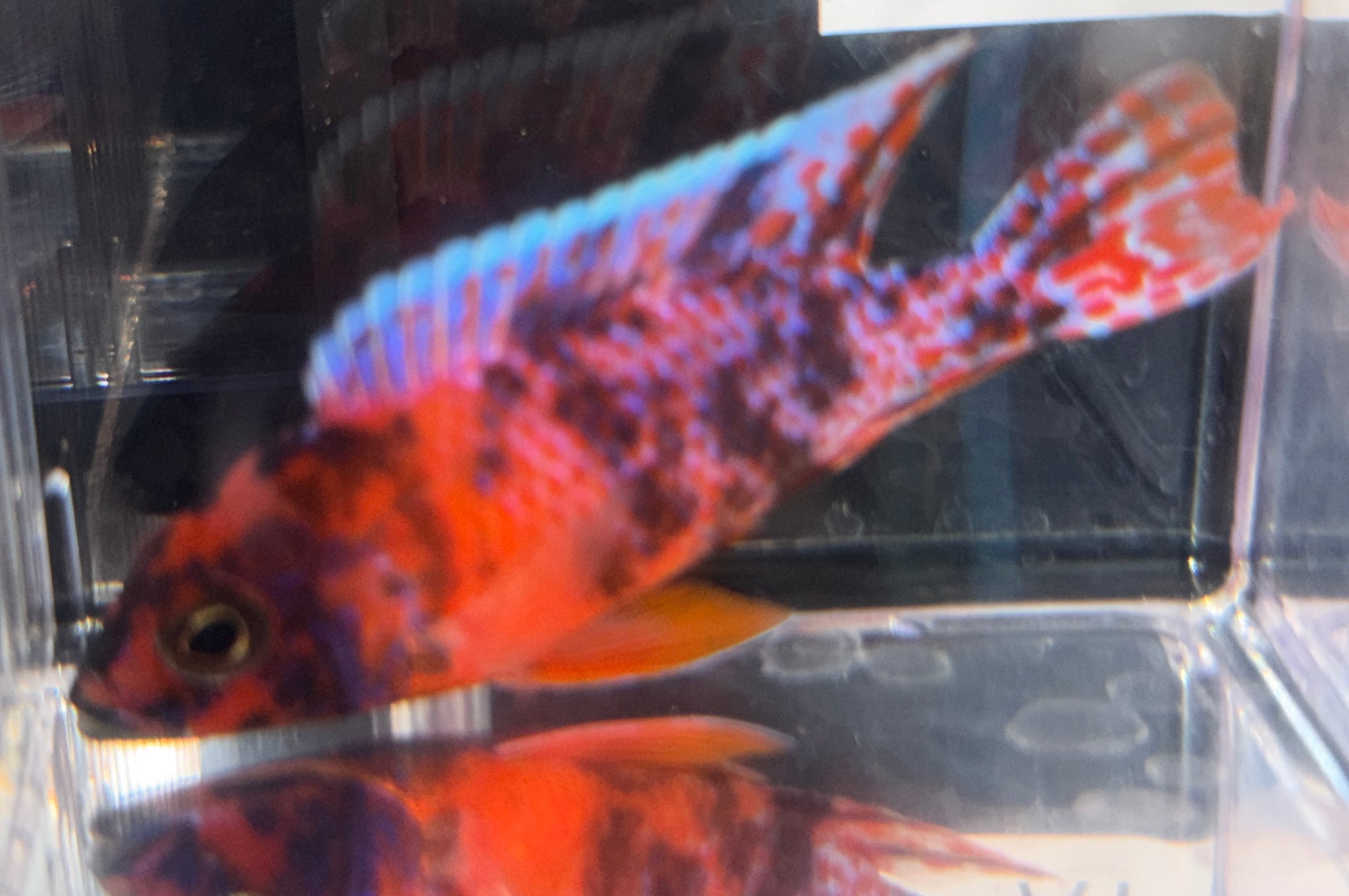4" Red OB