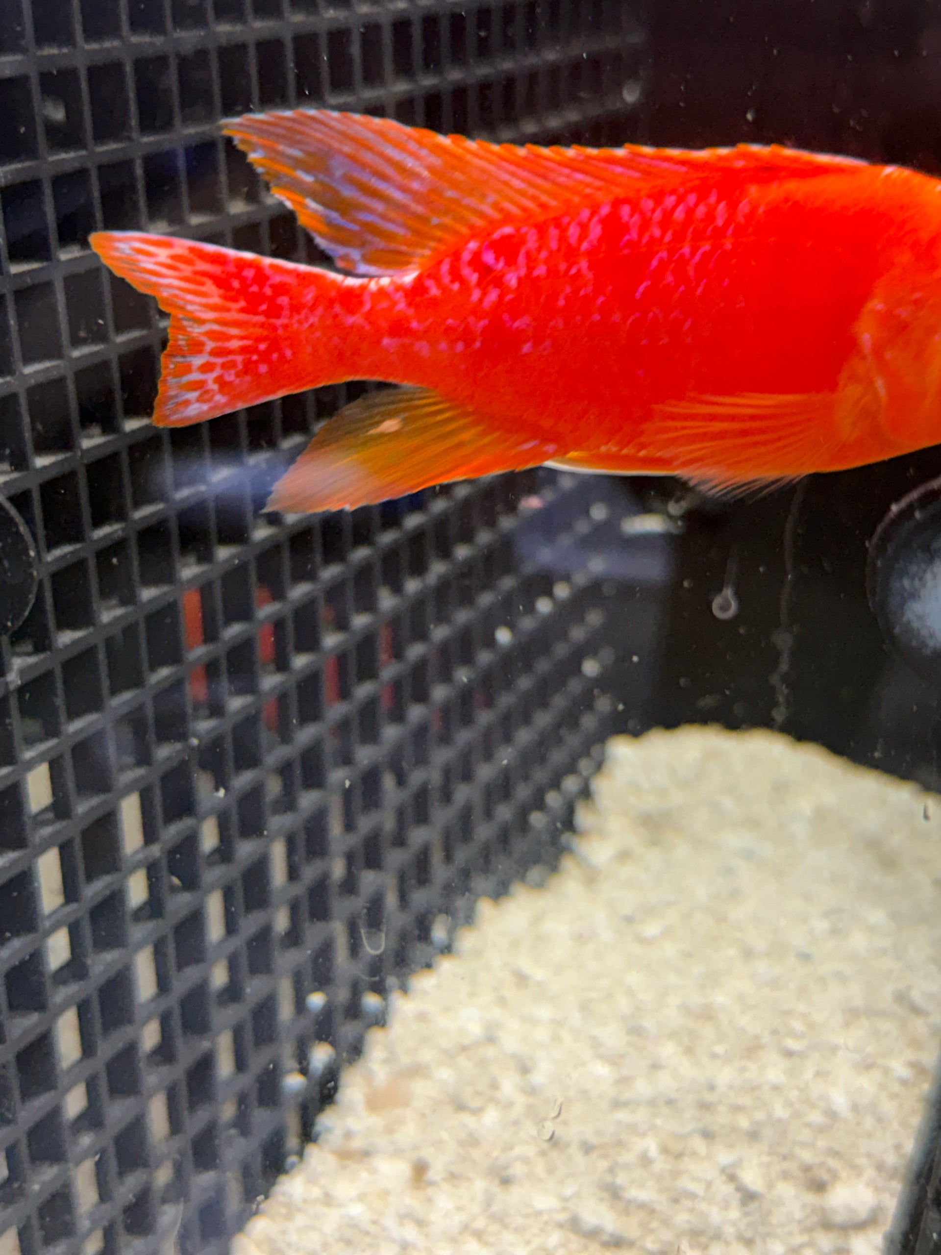 4.25" Strawberry "Uncle Wuddy"