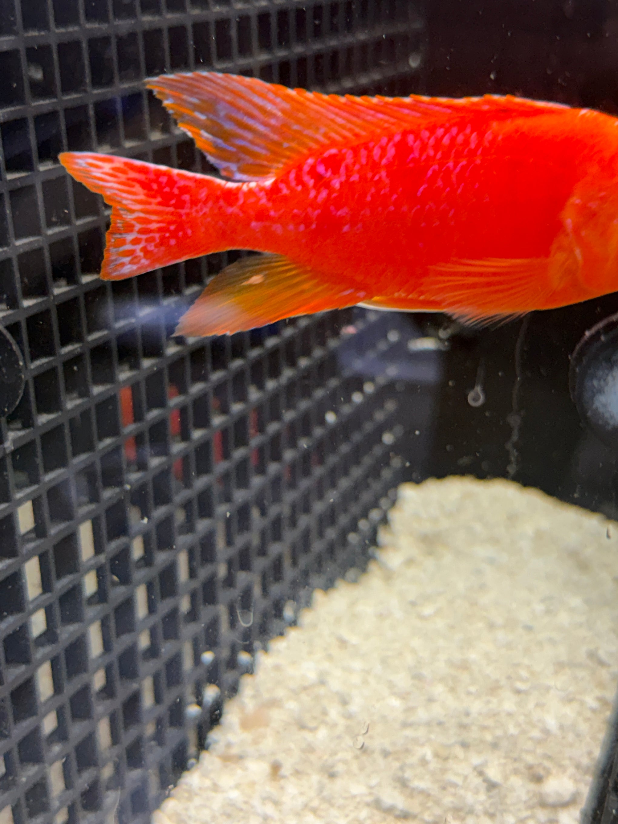 4.25" Strawberry "Uncle Wuddy"