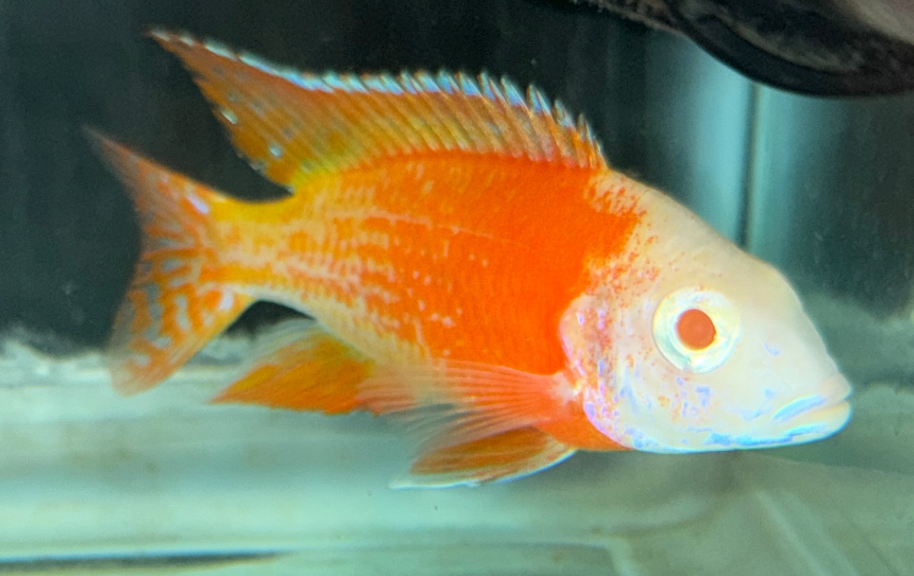 Albino Ruby 4"