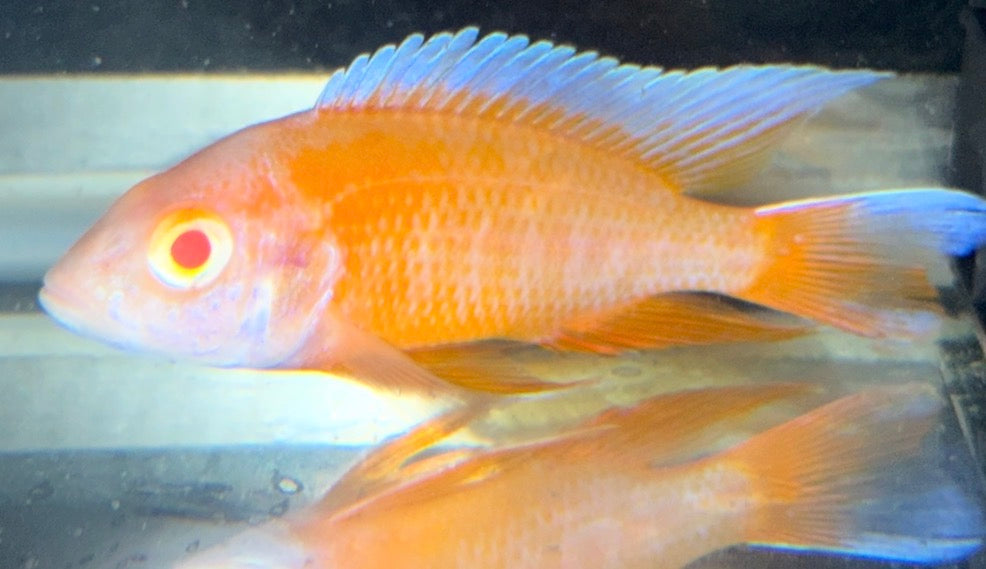 Albino Eureka 4"