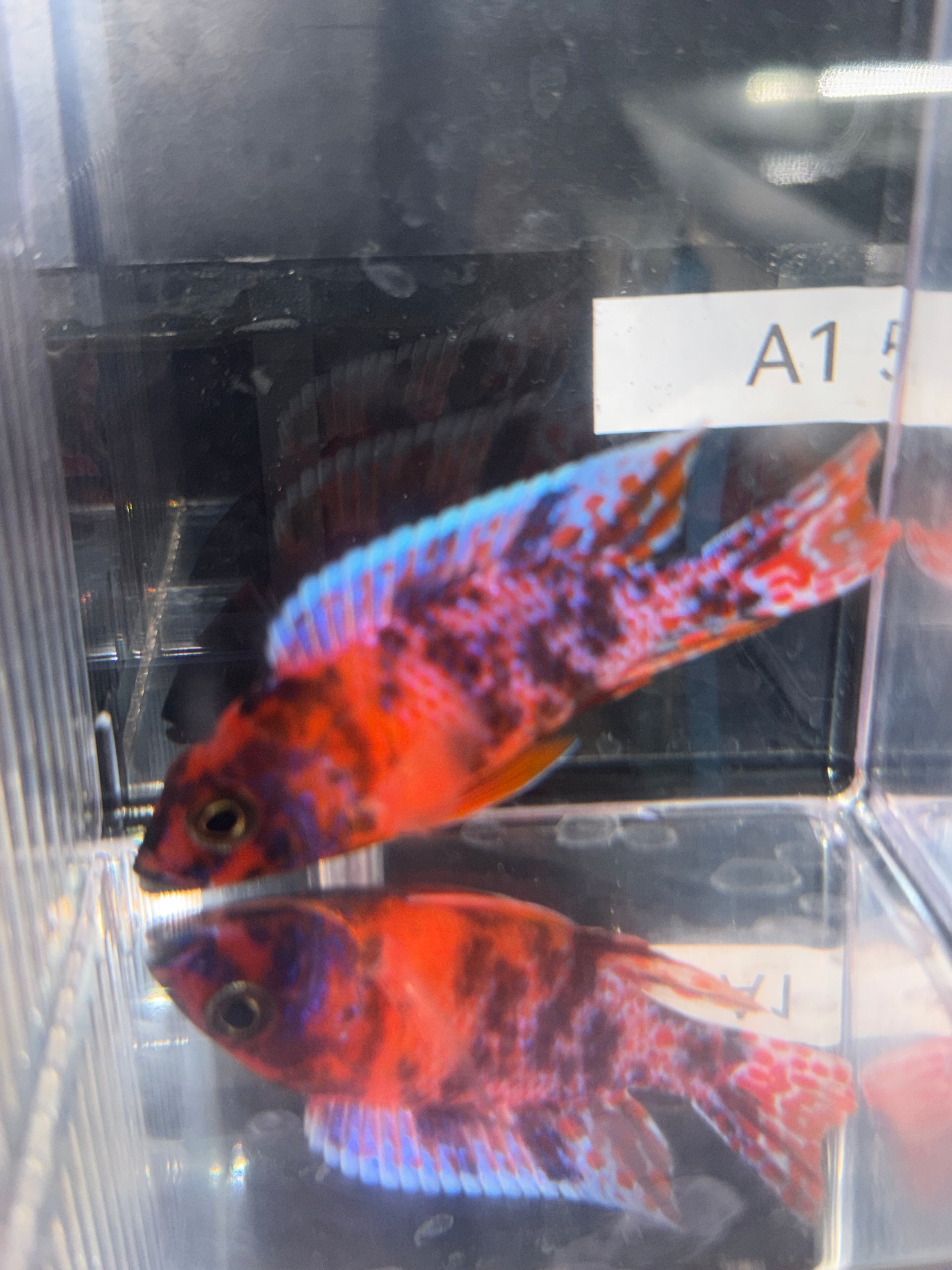 4" Red OB