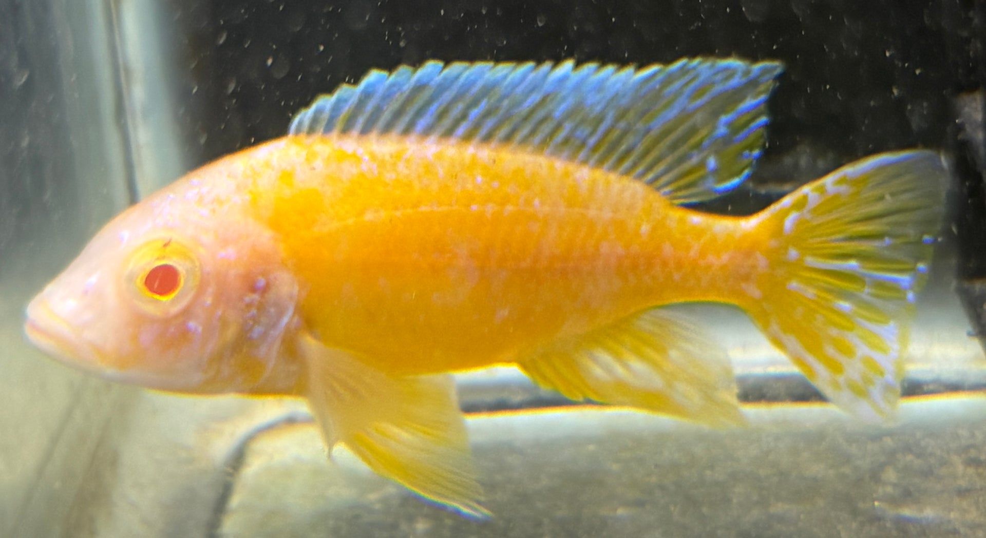 4" Albino Yellow OB