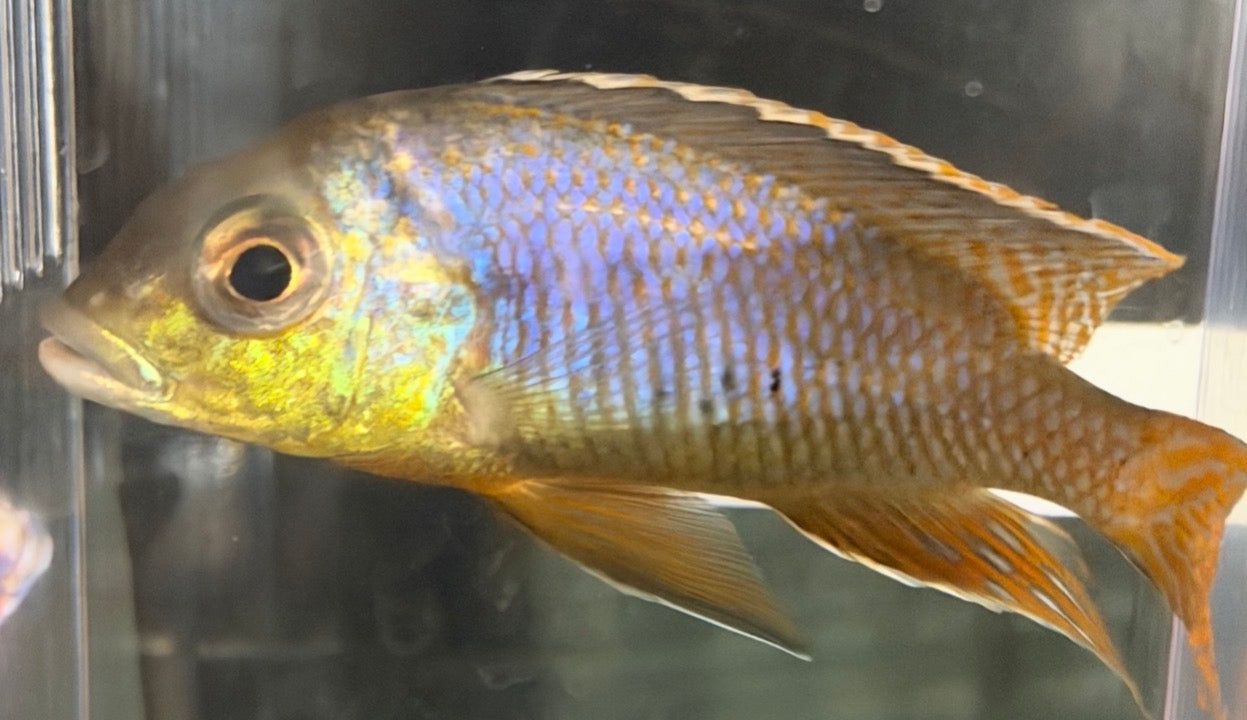 Otopharynx  "Spots Sani 4"