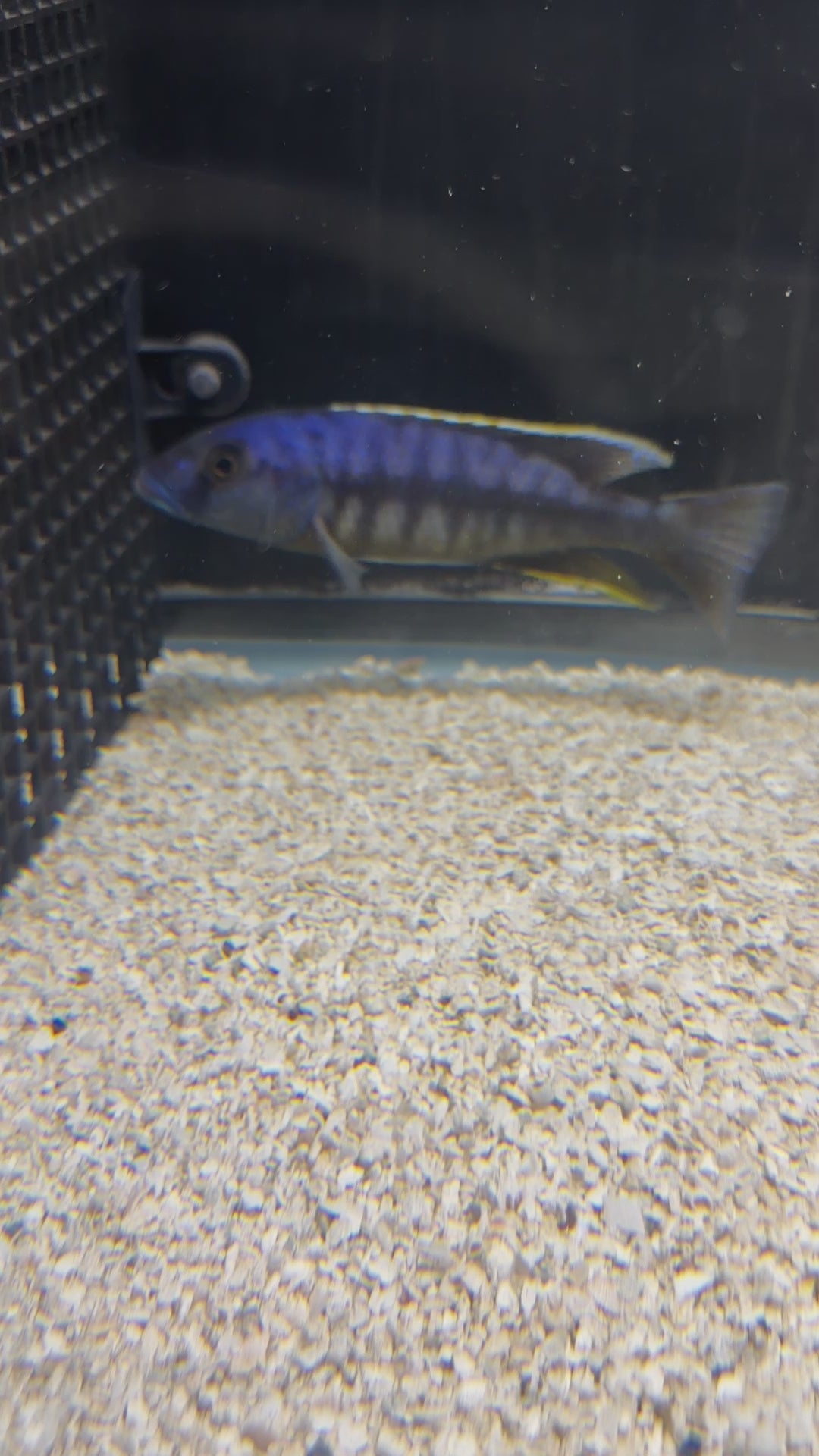 7" Taeniochromis Holotaenia - Very Rare