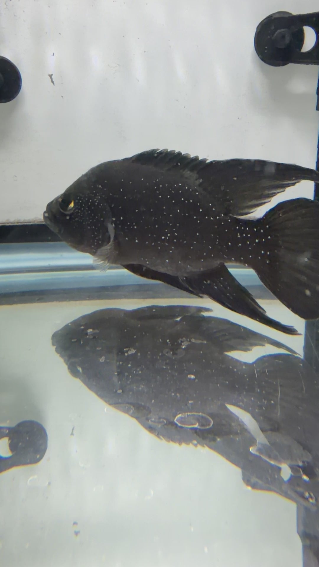 Paratilapia Polleni - Starry Night