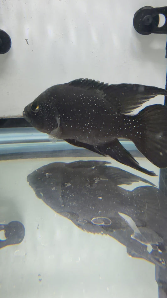 Paratilapia Polleni - Starry Night