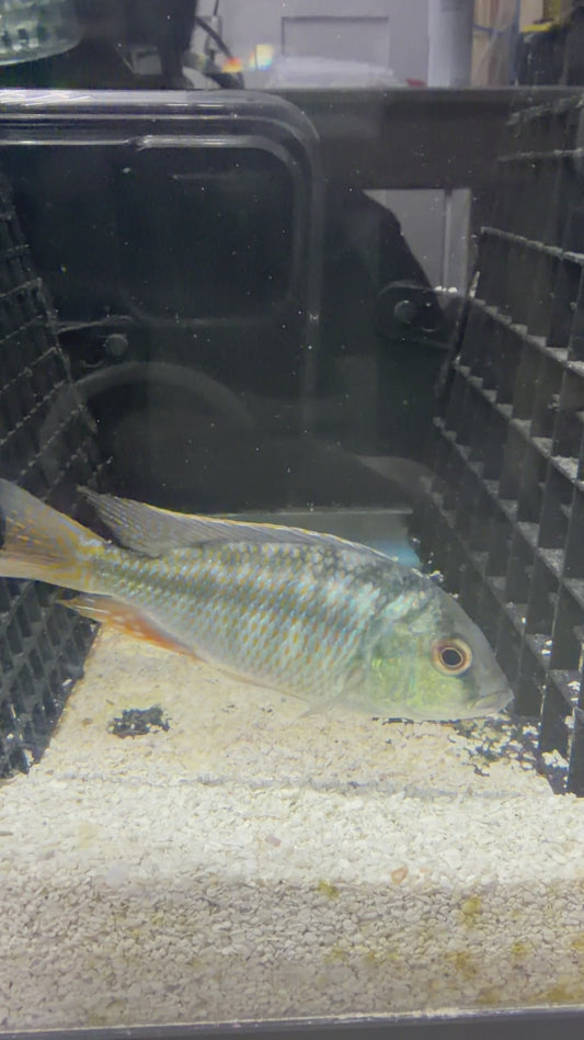 Chilotilapia Rhoadesi
